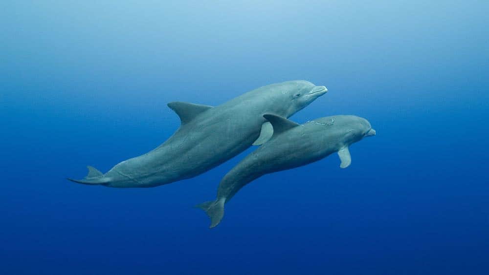 Blue Planet Live