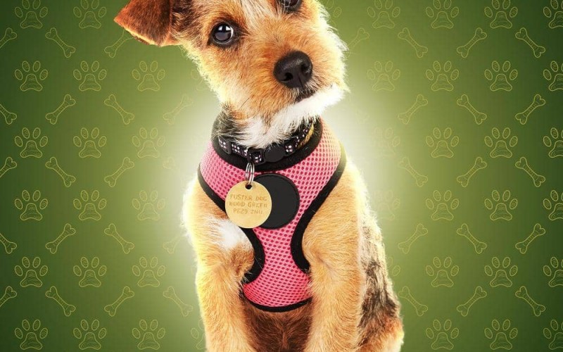 The Dog HouseUK Poster Key Art