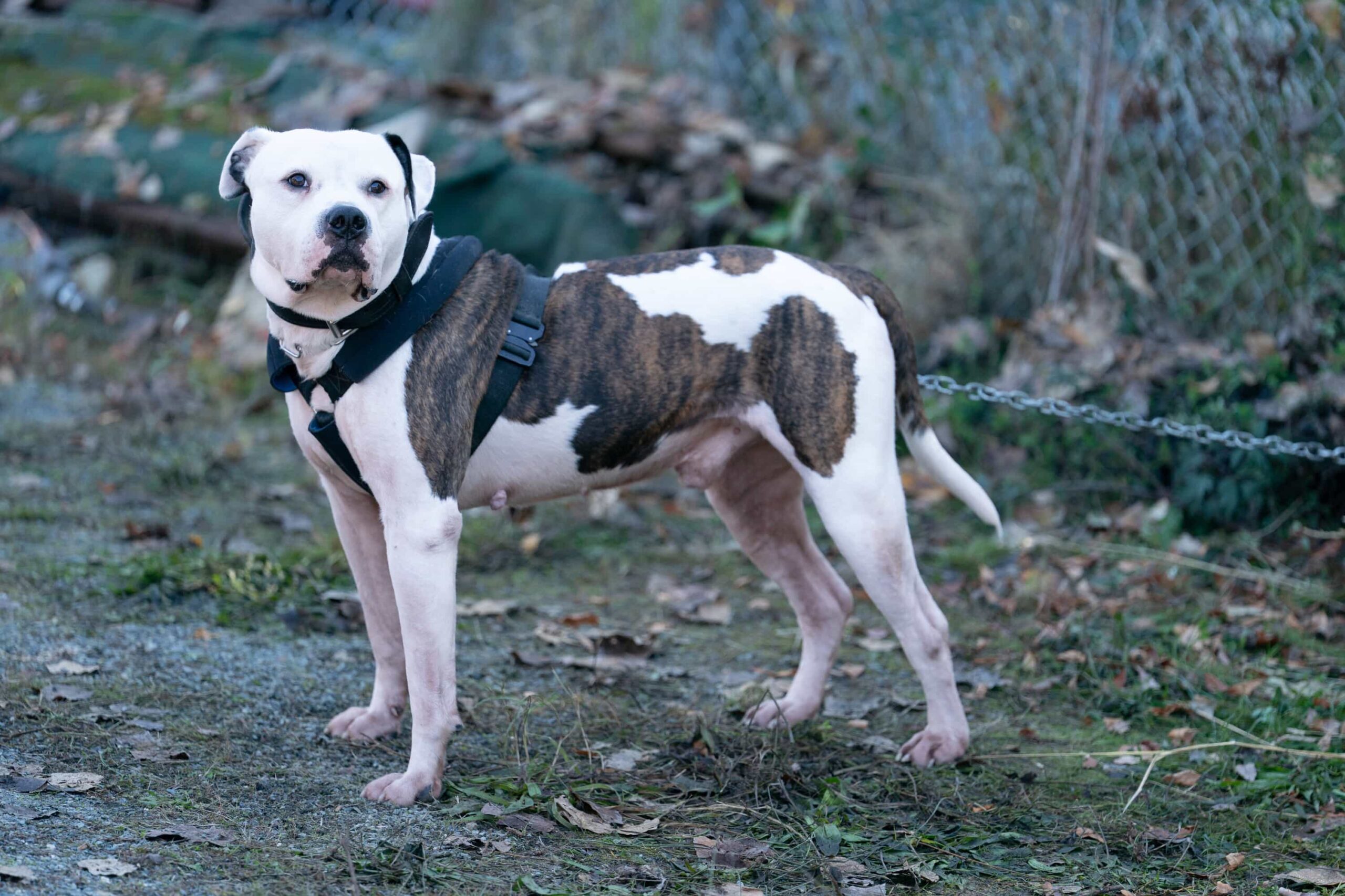 “Eurydice” – When a grieving mother becomes the prime suspect in her missing daughter’s murder, Colter sets out to find the true culprit and prove her innocence, Sunday, Dec. 7 (8:00-9:00 PM, ET/PT) on the CBS Television Network, and streaming on Paramount+ (live and on-demand for Paramount+ Premium plan subscribers, or on-demand for Paramount+ Essential subscribers the day after the episode airs)*. Pictured: Dog Photo: Darko Sikman/CBS ©2025 CBS Broadcasting, Inc. All Rights Reserved.