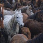 Picture Of Horses