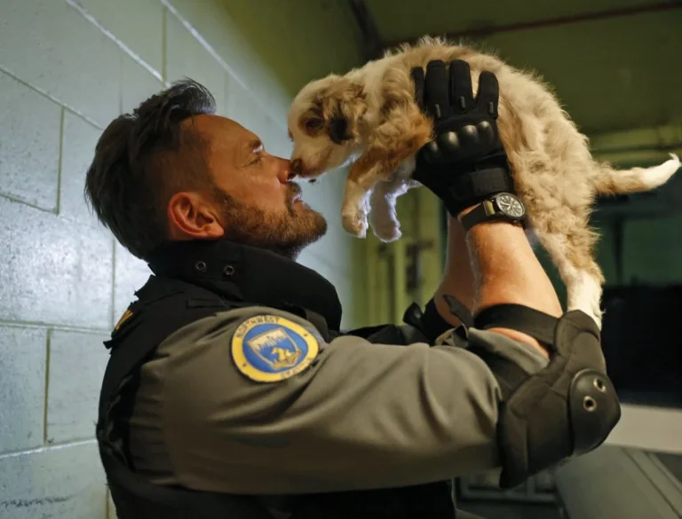 ANIMAL CONTROL: Joel McHale in the Season Five premiere episode of ANIMAL CONTROL. Frank leads the team in a work stoppage, but abandons his cause for the ultimate call - recovering the Seahawks’ missing mascot on the all-new “Seahawks and Piglets” episode of Animal Control airing Sunday, September 27 (8:30-9:00 PM ET/PT) on FOX. © 2026 Fox Media LLC. CR: Bettina Strauss/FOX.