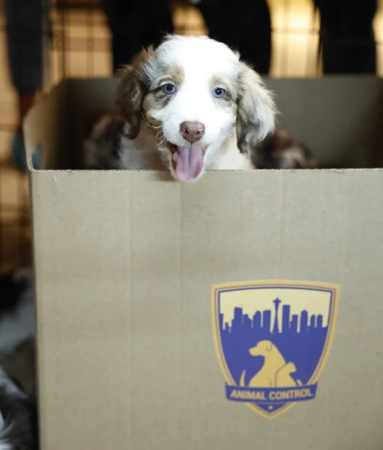 ANIMAL CONTROL: Joel McHale in the Season Five premiere episode of ANIMAL CONTROL. Frank leads the team in a work stoppage, but abandons his cause for the ultimate call - recovering the Seahawks’ missing mascot on the all-new “Seahawks and Piglets” episode of Animal Control airing Sunday, September 27 (8:30-9:00 PM ET/PT) on FOX. © 2026 Fox Media LLC. CR: Bettina Strauss/FOX.