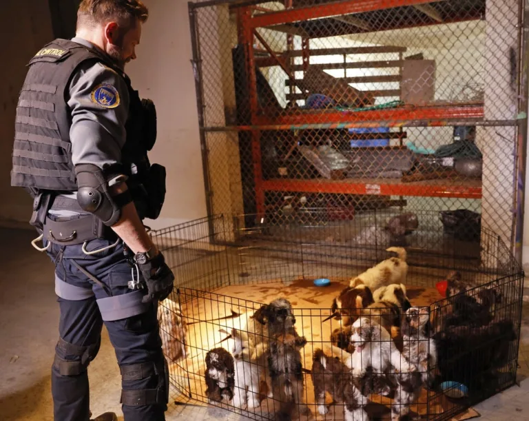ANIMAL CONTROL: Joel McHale in the Season Five premiere episode of ANIMAL CONTROL. Frank leads the team in a work stoppage, but abandons his cause for the ultimate call - recovering the Seahawks’ missing mascot on the all-new “Seahawks and Piglets” episode of Animal Control airing Sunday, September 27 (8:30-9:00 PM ET/PT) on FOX. © 2026 Fox Media LLC. CR: Bettina Strauss/FOX.