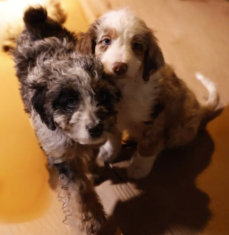 ANIMAL CONTROL Season 5 Episode 1 : Joel McHale in the Season Five premiere episode of ANIMAL CONTROL. Frank leads the team in a work stoppage, but abandons his cause for the ultimate call - recovering the Seahawks’ missing mascot on the all-new “Seahawks and Piglets” episode of Animal Control airing Sunday, September 27 (8:30-9:00 PM ET/PT) on FOX. © 2026 Fox Media LLC. CR: Bettina Strauss/FOX.
