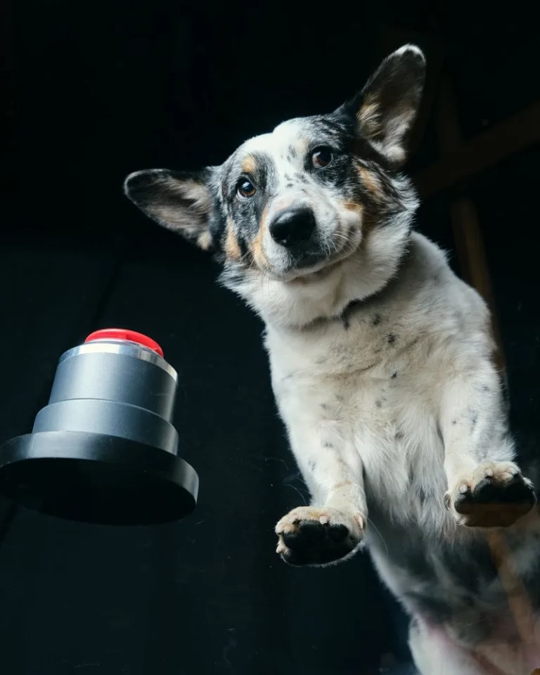 THE VOICE -- "Blind Auditions" Episode 3004 -- Pictured: Dog -- (Photo by: John Jay/NBC)